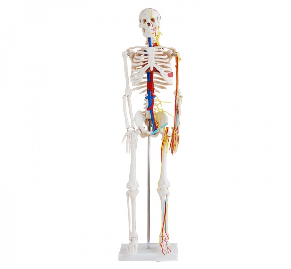 康谊牌KAY/A004人体骨骼带心脏与血管模型85CM 人体骨骼标本模型