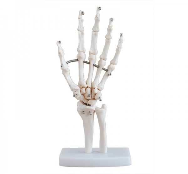康谊牌KAY-X114自然大手关节模型-人体骨骼教学模型
