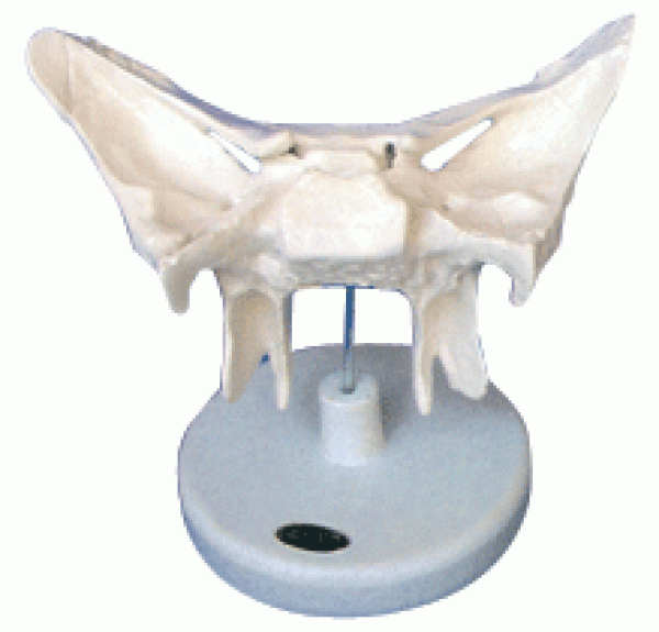 康谊牌KAY-L1022蝶骨放大模型-人体骨骼解剖模型