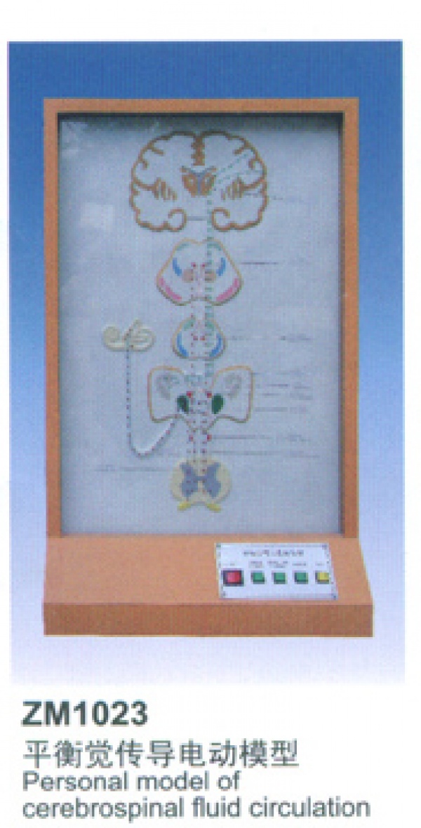平衡觉传导电动模型 上海康谊医学教学仪器设备有限公司