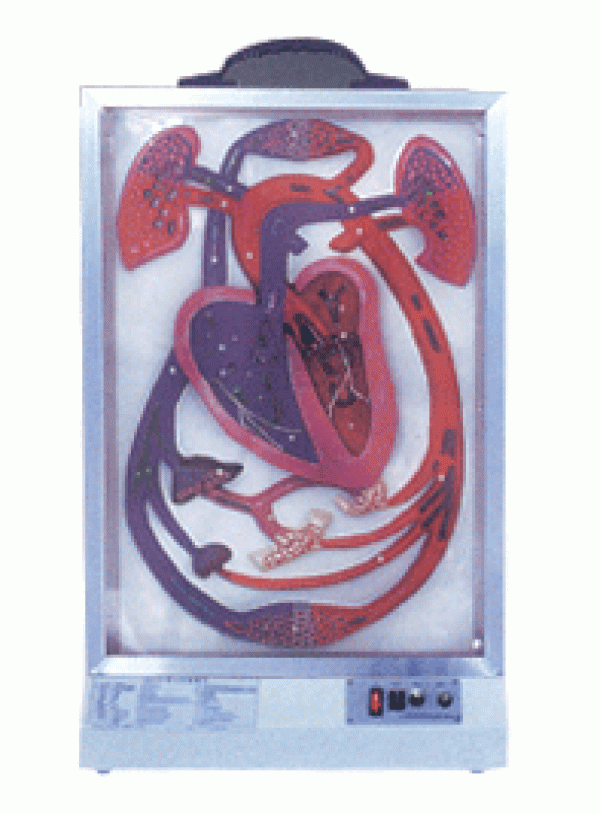 康谊牌ZM1032心博与血液循环电动模型 上海康谊医学模型