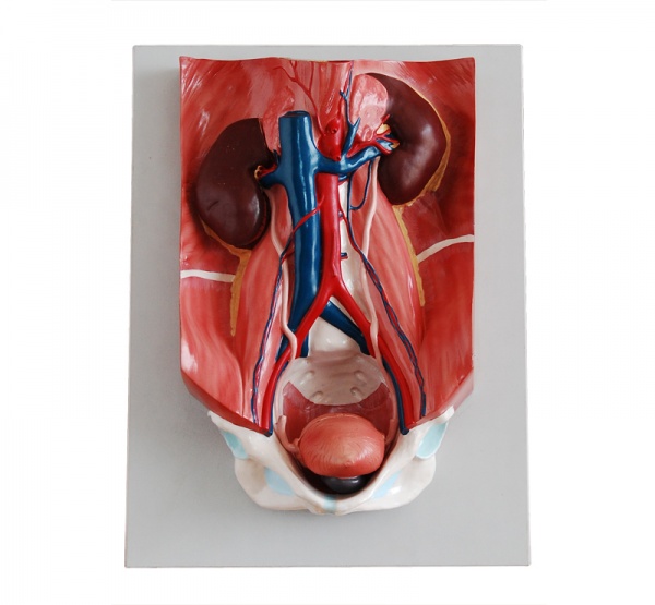 KAY-333泌尿系统模型 上海康谊医学教学仪器设备有限公司