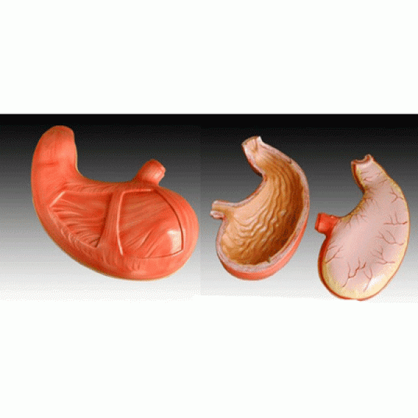 KAY-306胃解剖模型-胃解剖放大模型