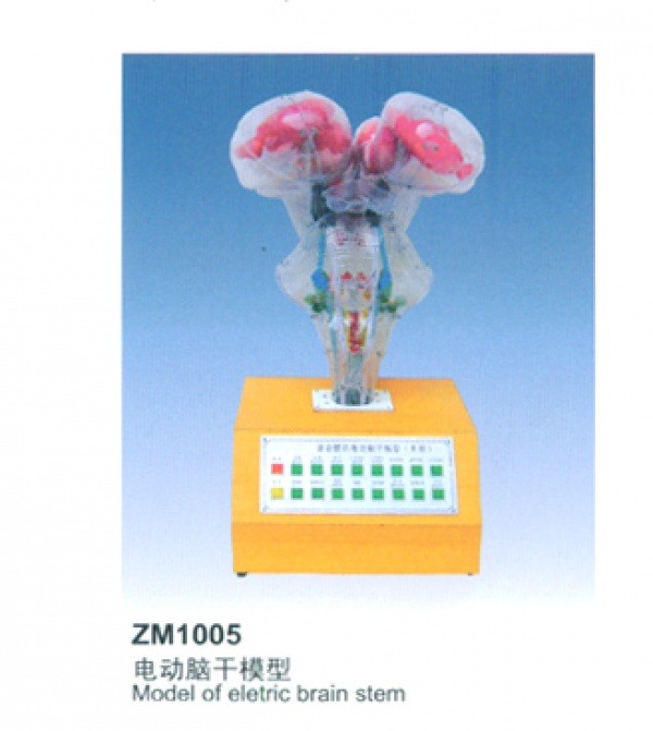 ZM1005电动脑干模型(I型)”上海康谊医学“心肺复苏模型厂家
