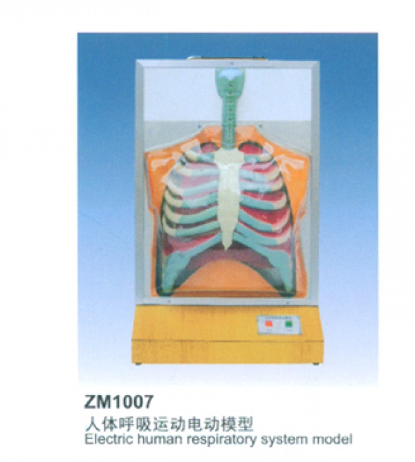 康谊牌ZM1007人体呼吸运动模型-电动呼吸系统模型