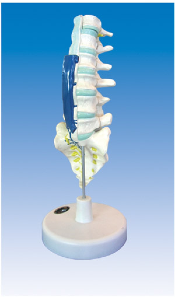 KAY-L1205腰骶椎解剖与脊神经关系模型-人体解剖教学模型-医学教学模型-上海康谊公司