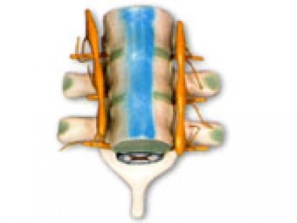 KL1202脊髓和脊神经模型-人体神经解剖模型-上海康谊医学模型