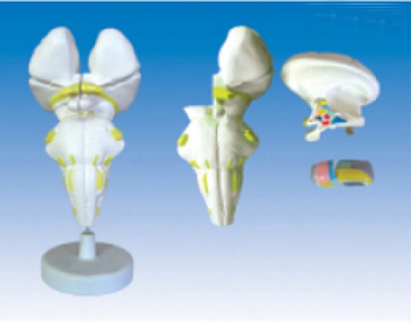 KAY-L1212脑干及下丘脑核团模型-脑干放大模型-人体解剖医学模型-上海康谊公司