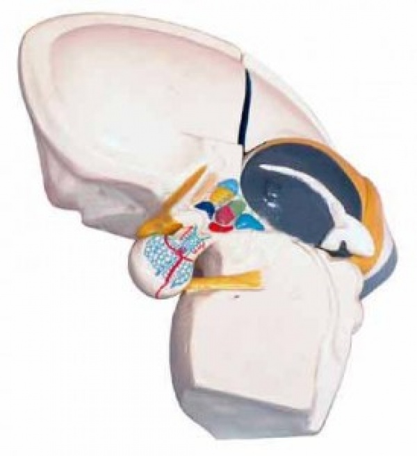 KAY-L1213间脑直观模型-神经系统解剖模型人体医学技能培训模型上海康谊医学模型厂家