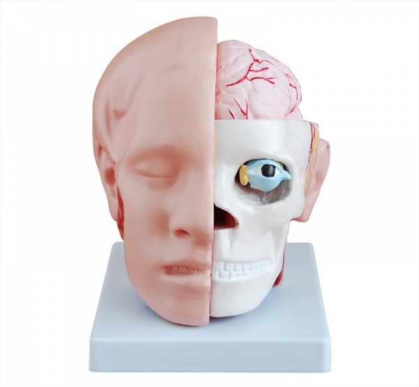 KAY-318B头解剖附脑动脉模型-脑神经模型-人体解剖教学模型-上海康谊医学教学仪器设备有限公司