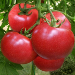 兰山硬红西红柿种植基地/费县薛庄镇瓜菜市场