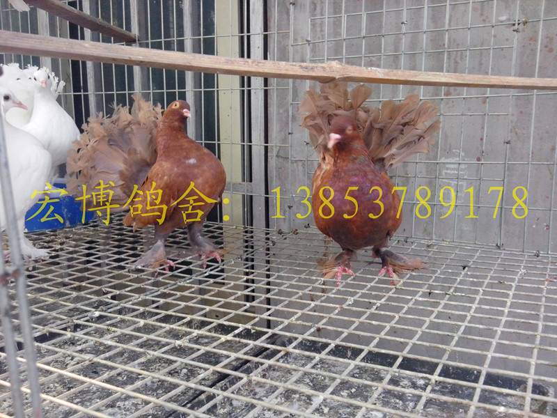 山东宏博鸽业出售肉鸽种鸽，元宝鸽，观赏鸽品种齐全