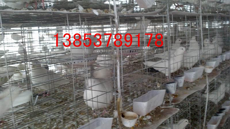 发展肉鸽养殖的关键问题，我厂供应yz肉鸽种鸽13853789178