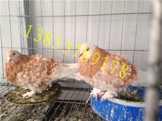新疆白色黄色红色眼睛球观赏鸽观赏鸽品种13853789178