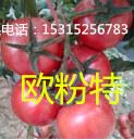寿光 抗病毒  进口粉果番茄种子  {zh0}的粉果西红柿种子