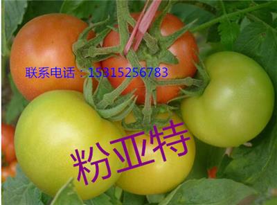 供应寿光晨宏番茄种子 进口西红柿种子_粉亚特种子