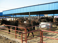 肉驴养殖基地