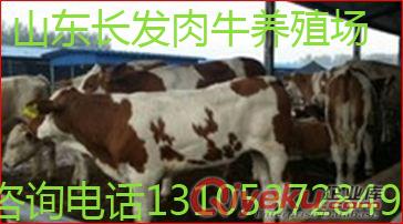 西门塔尔牛犊好养殖、肉牛生长快、是比较理想肉牛品种 