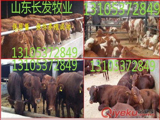 西门塔尔牛犊好养殖、肉牛生长快、是比较理想肉牛品种 