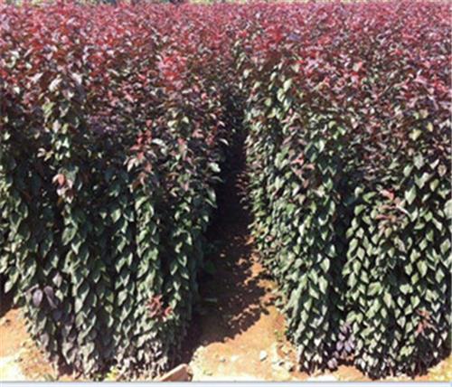 供应西安红叶李苗、周至一年生扦插苗、两年定植红叶李、高1.5米以上红叶李