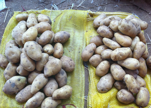 马铃薯早大白品种/杨柳镇快乐农场